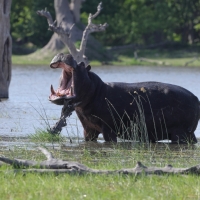 Hipopotam - Hippopotamus amphibius - Common hippopotamus
