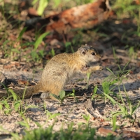 Zaroślarka akacjowa - Paraxerus cepapi - Smith's bush squirrel