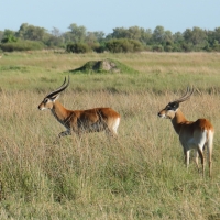 Kob moczarowy - Kobus leche - Southern Lechwe