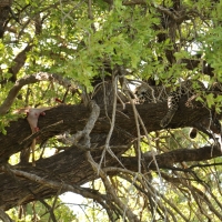 Lampart plamisty - Panthera pardus - Leopard 