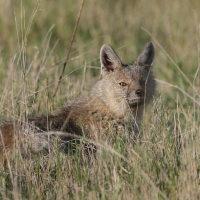 Szakal pręgowany - Canis adustus - Side-striped Jackal