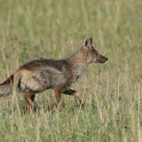 Szakal pręgowany - Canis adustus - Side-striped Jackal