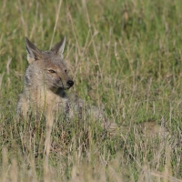 Szakal pręgowany - Canis adustus - Side-striped Jackal