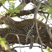 Lampart plamisty - Panthera pardus - Leopard 