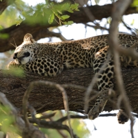 Lampart plamisty - Panthera pardus - Leopard 