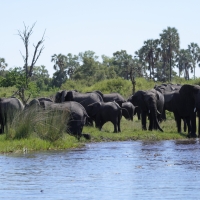 Słoń afrykański - Loxodonta africana -  African savanna elephant 