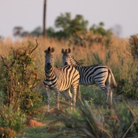Zebra stepowa - Equus quagga - Common zebra