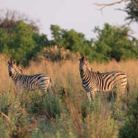 Zebra stepowa - Equus quagga - Common zebra