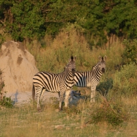 Zebra stepowa - Equus quagga - Common zebra