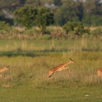 Impala zwyczajna - Aepyceros melampus - Impala