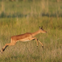 Impala zwyczajna - Aepyceros melampus - Impala