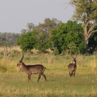 Kob śniady - Kobus ellipsiprymnus - Waterbuck