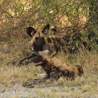 Likaon pstry - Lycaon pictus - African Wild Dog
