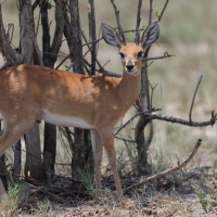 Antylopik zwyczajny - Raphicerus campestris - Steenbok