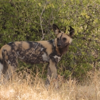 Likaon pstry - Lycaon pictus - African Wild Dog