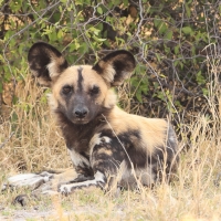 Likaon pstry - Lycaon pictus - African Wild Dog
