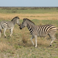 Zebra stepowa - Equus quagga - Common zebra