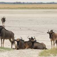 Gnu pręgowane - Connochaetes taurinus - Blue wildebeest