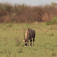 Oryks południowy - Oryx gazella - Gemsbok