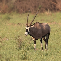 Oryks południowy - Oryx gazella - Gemsbok