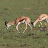 Skocznik antylopi - Antidorcas marsupialis - Springbok