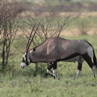 Oryks południowy - Oryx gazella - Gemsbok