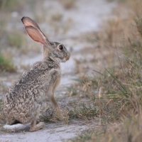 Zając sawannowy - Lepus microtis - African Savanna Hare