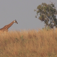 Żyrafa północna - Giraffa camelopardalis - Northern giraffe
