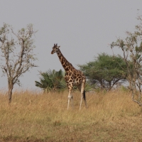Żyrafa północna - Giraffa camelopardalis - Northern giraffe