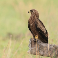 Kania czarna - Milvus migrans - Black Kite