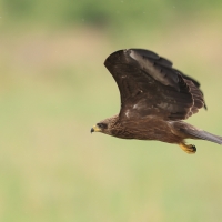 Kania czarna - Milvus migrans - Black Kite