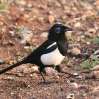 Sroka gołooka - Pica mauritanica - Maghreb Magpie