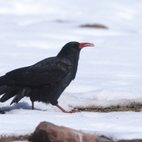 Wrończyk - Pyrrhocorax pyrrhocorax - Red-billed Chough