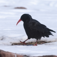 Wrończyk - Pyrrhocorax pyrrhocorax - Red-billed Chough