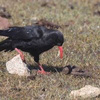 Wrończyk - Pyrrhocorax pyrrhocorax - Red-billed Chough