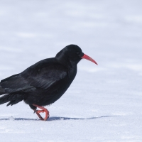 Wrończyk - Pyrrhocorax pyrrhocorax - Red-billed Chough
