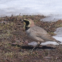 Górniczek - Eremophila alpestris - Horned Lark