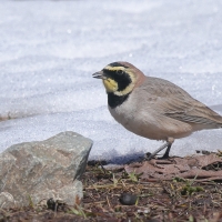 Górniczek - Eremophila alpestris - Horned Lark