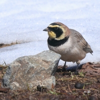 Górniczek - Eremophila alpestris - Horned Lark