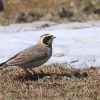 Górniczek - Eremophila alpestris - Horned Lark