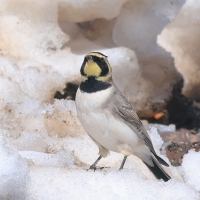 Górniczek - Eremophila alpestris - Horned Lark