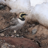 Górniczek - Eremophila alpestris - Horned Lark