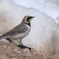 Górniczek - Eremophila alpestris - Horned Lark