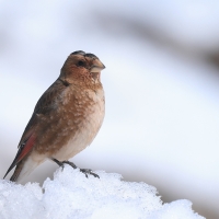 Gilak ciemnogłowy - Rhodopechys sanguineus - Eastern Crimson-winged Finch