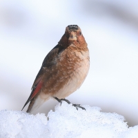 Gilak ciemnogłowy - Rhodopechys sanguineus - Eastern Crimson-winged Finch