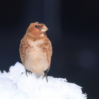 Gilak ciemnogłowy - Rhodopechys sanguineus - Eastern Crimson-winged Finch