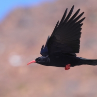 Wrończyk - Pyrrhocorax pyrrhocorax - Red-billed Chough