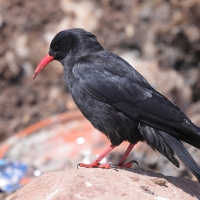 Wrończyk - Pyrrhocorax pyrrhocorax - Red-billed Chough