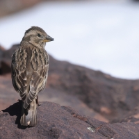 Wróbel skalny - Petronia petronia - Rock Sparrow