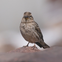 Wróbel skalny - Petronia petronia - Rock Sparrow